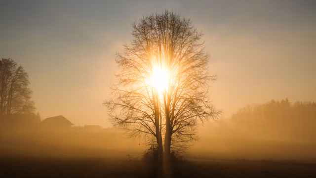Tree enlightened by the rising sun nearby Lake Chiemsee, Bavaria